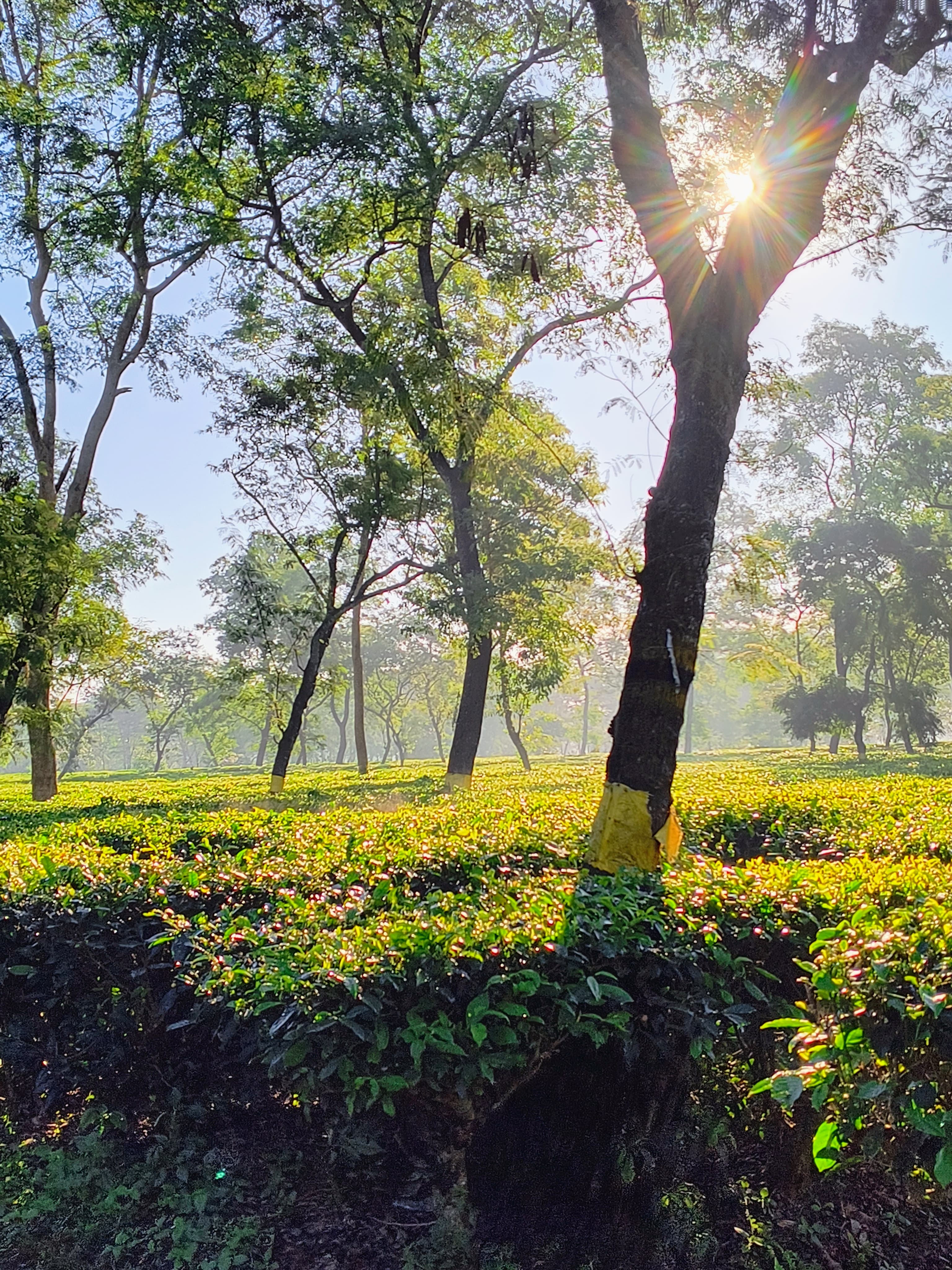 Tea Garden